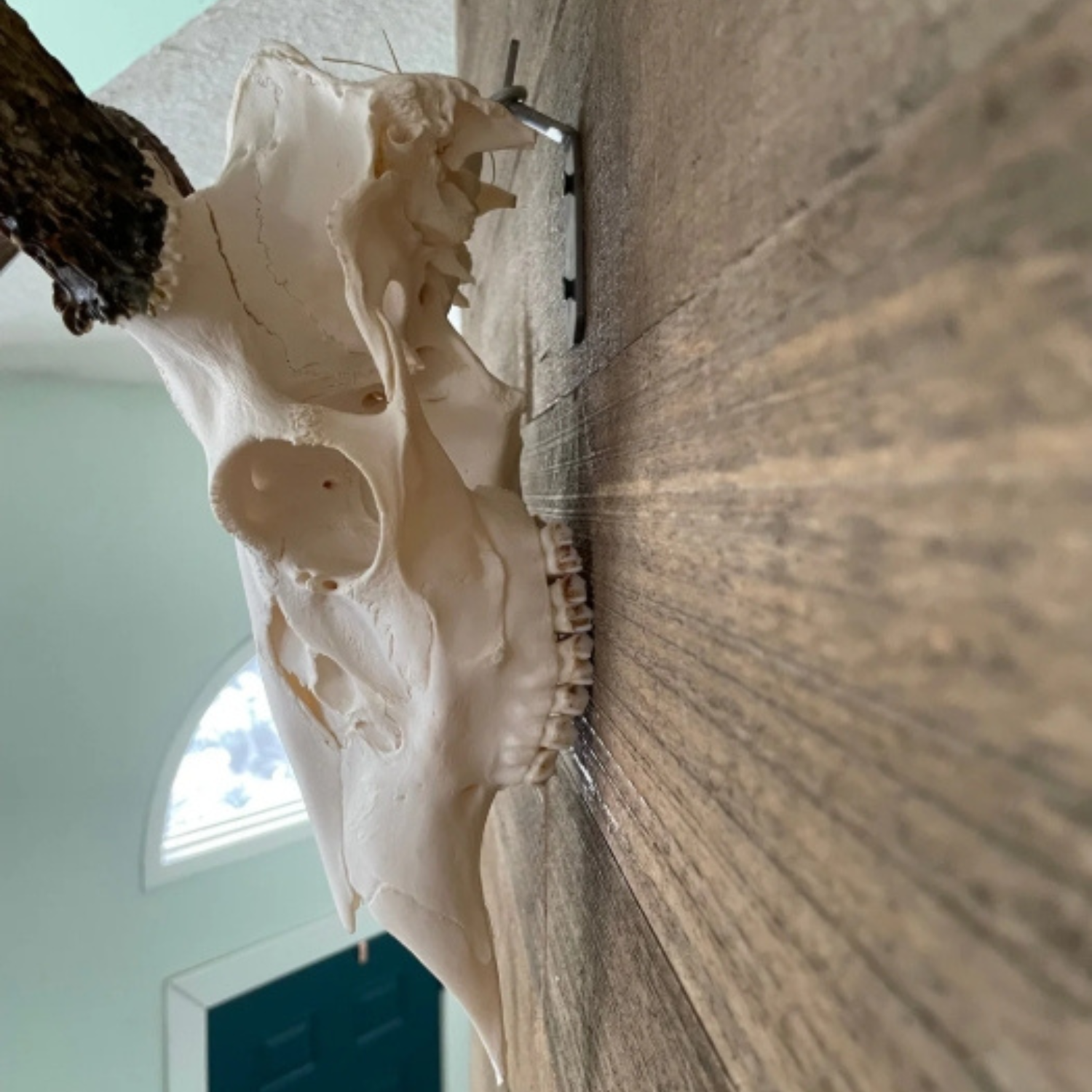 Skull Hangers
